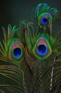 Natural Real Full Length Peacock Feather Tails, Mor Pankh for Home Decor, Good Luck, Art and Craft and Worship – Pack of 5 (24 Inch)