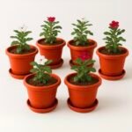 Kraft Seeds 10 Inch Pack of 6 Flower Pots for Garden with Bottom Plate & Drainage Hole,Plastic Pot for Plants,Indoor & Outdoor- Planters for Balcony,UV Treated Gamla for Plants,Round Plant Pot,Red