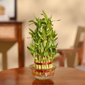 Ugaoo Lucky Bamboo 3 Layer Feng Shui Plant (green color)