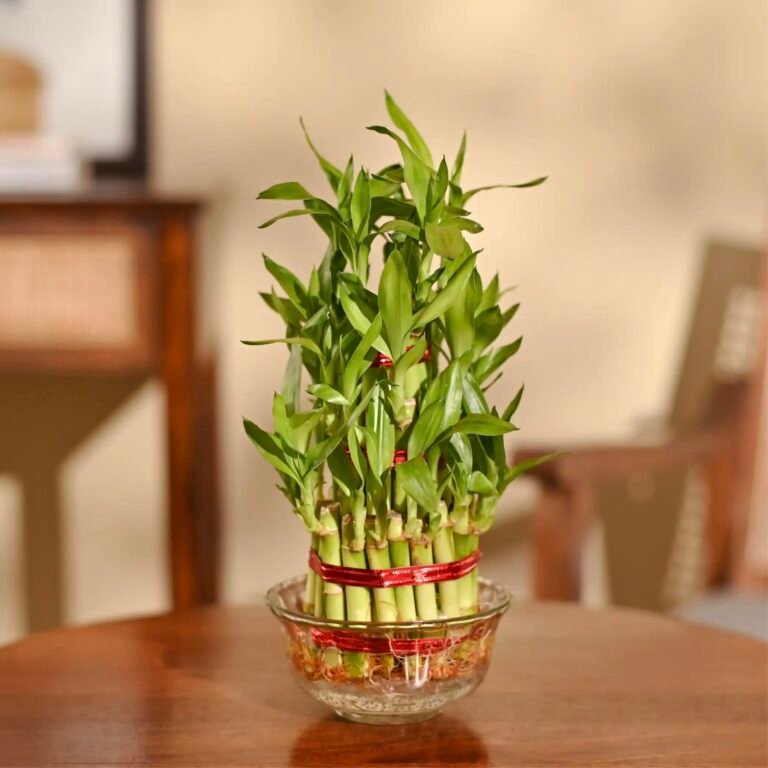 Ugaoo Lucky Bamboo 3 Layer Feng Shui Plant (green color)